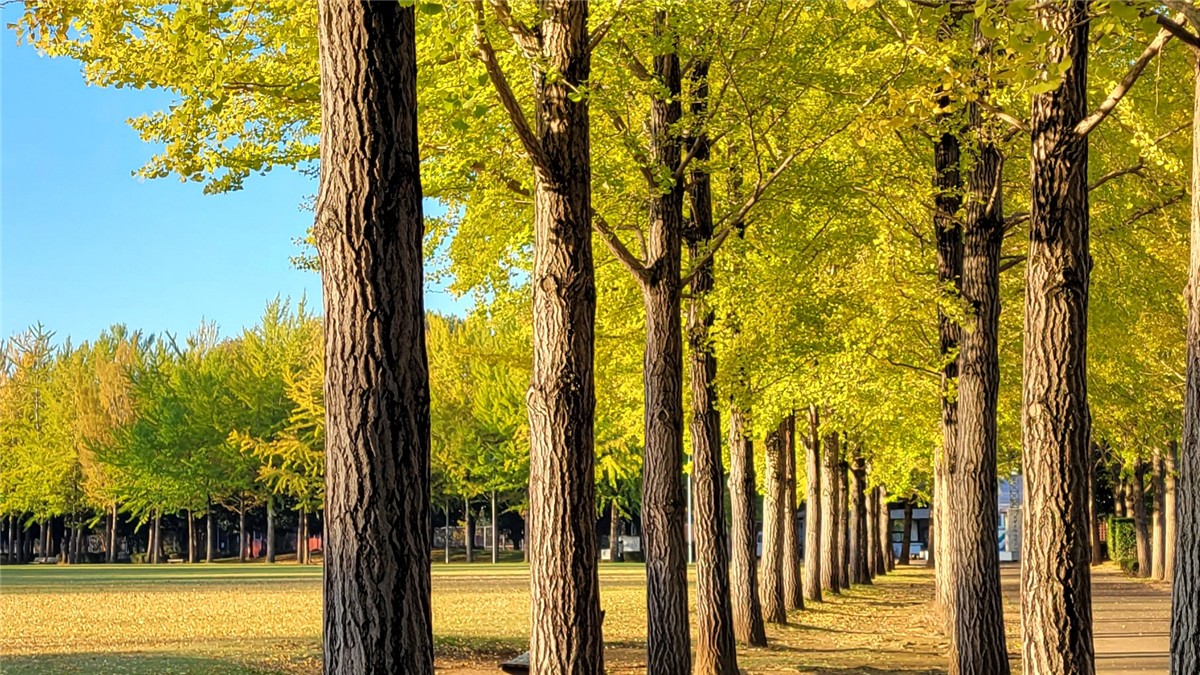 科学万博記念公園