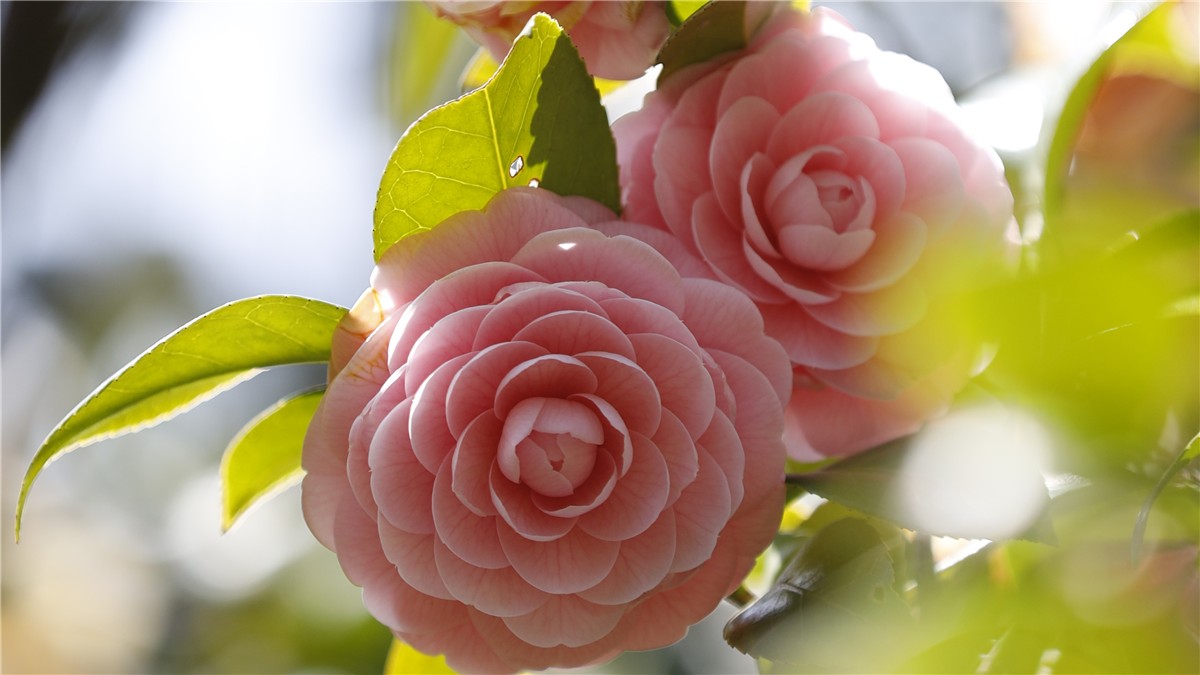 花と緑の振興センター