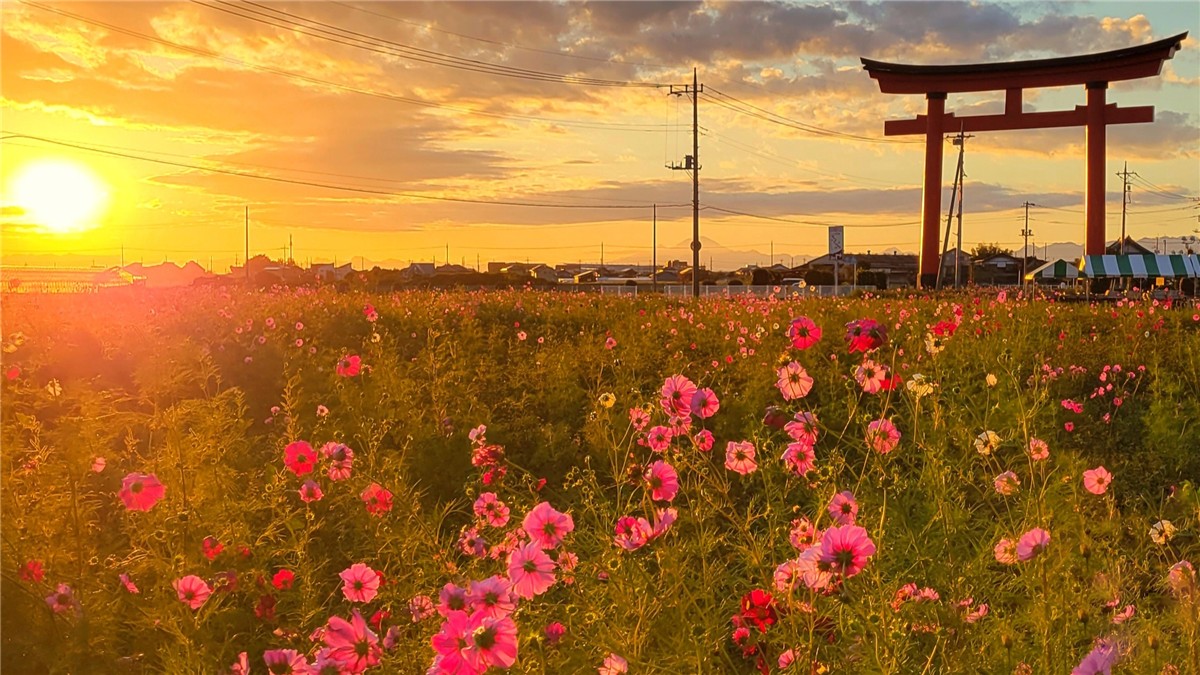 秋風に揺れるコスモス、優美に咲き誇る季節の花