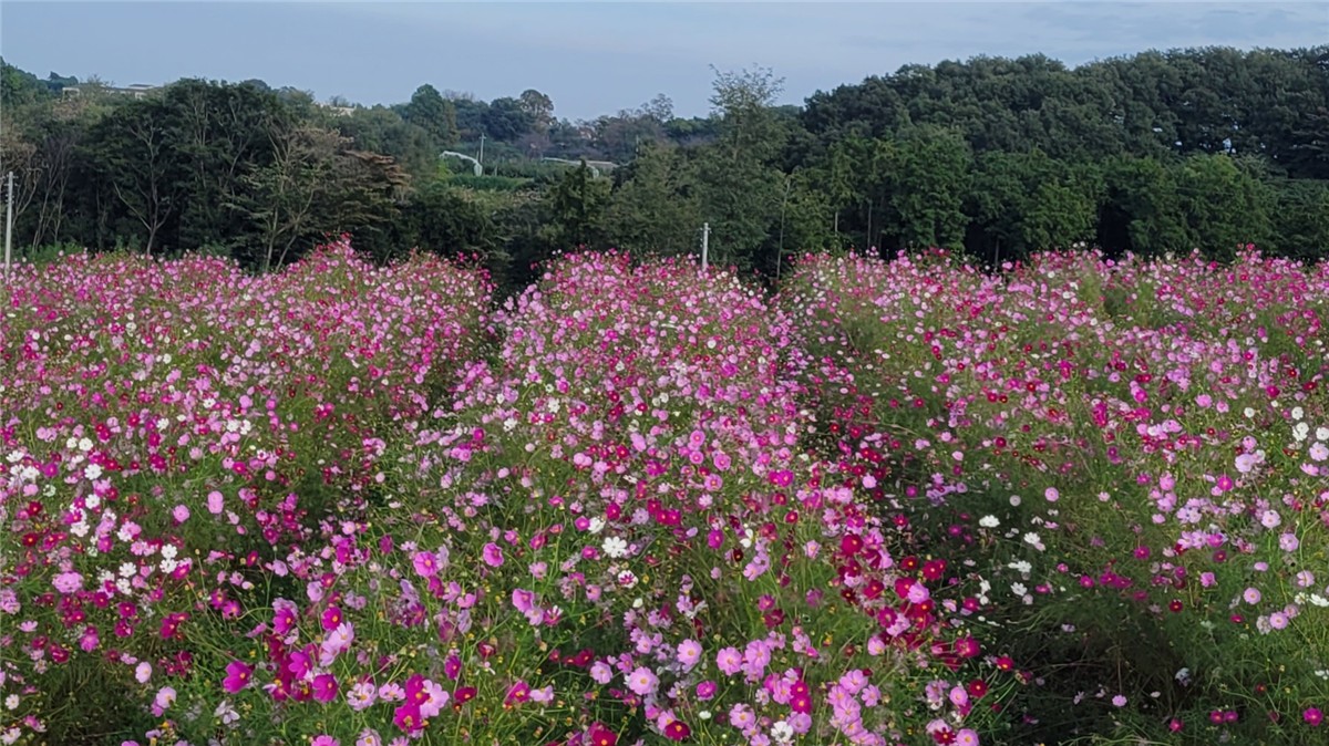 鼻高展望花の丘