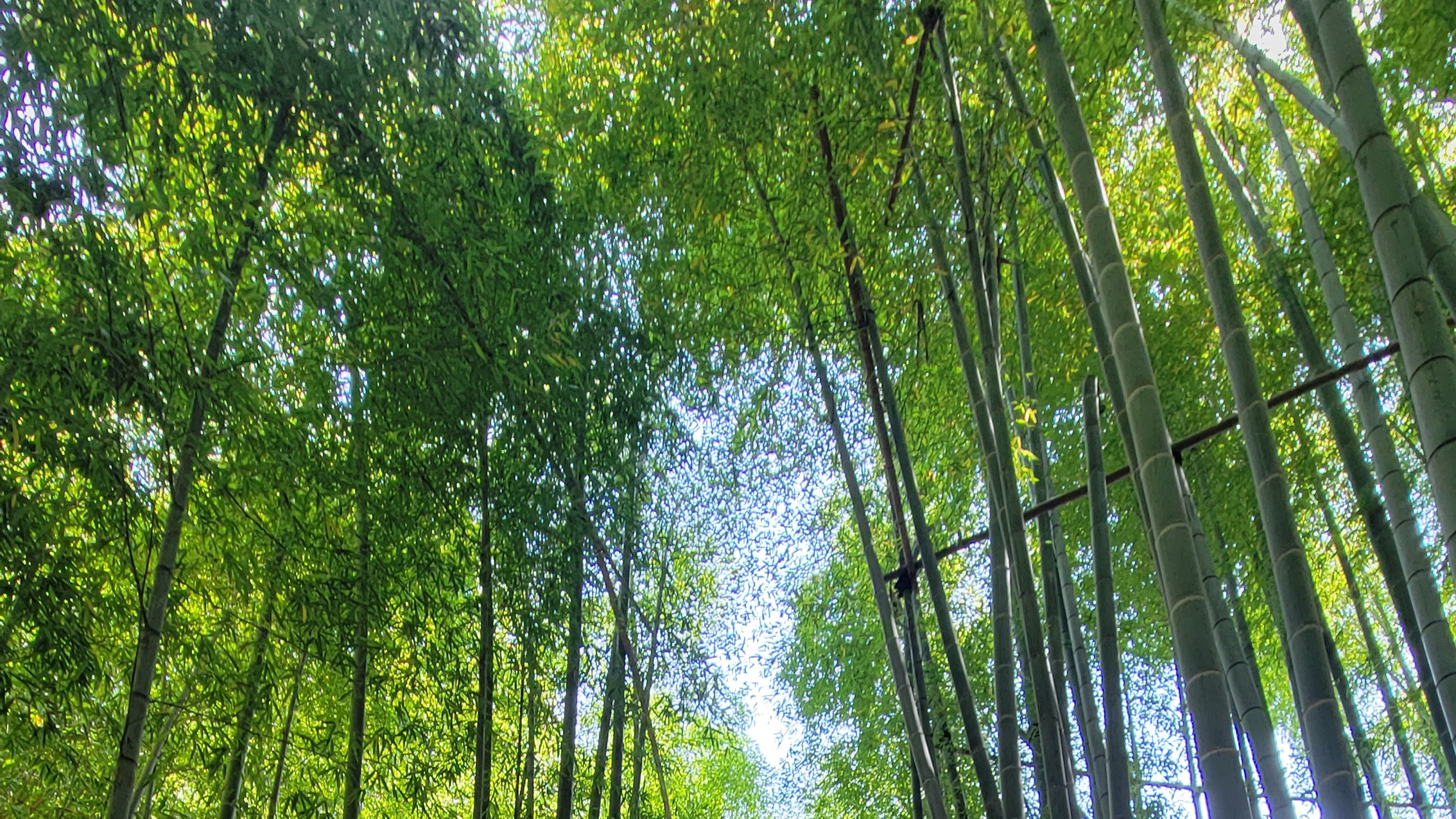 報国寺（鎌倉）