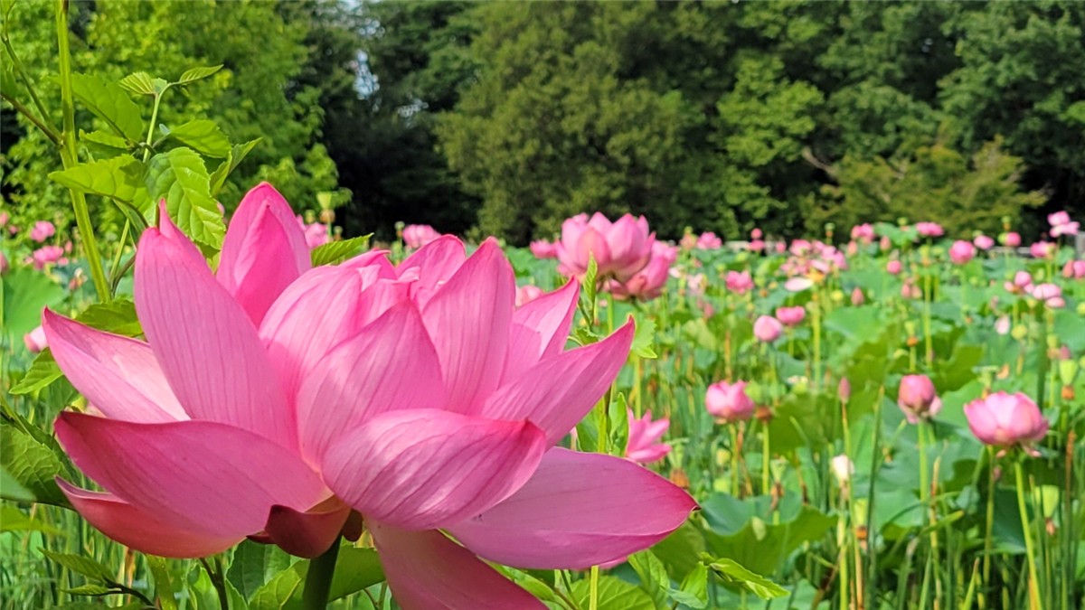 本庄総合公園