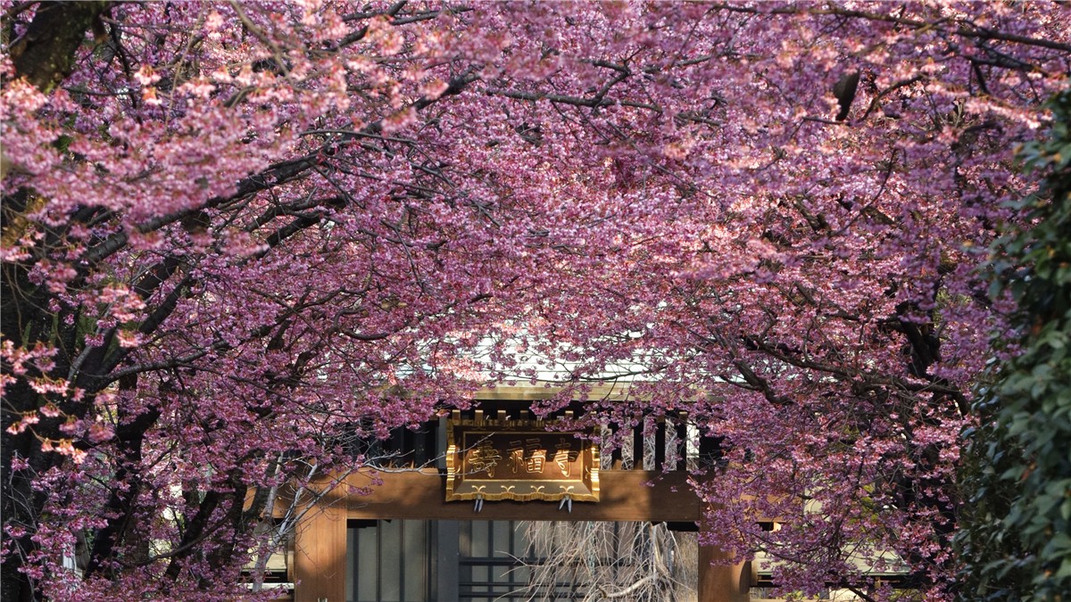 寿福寺 (目黒区)