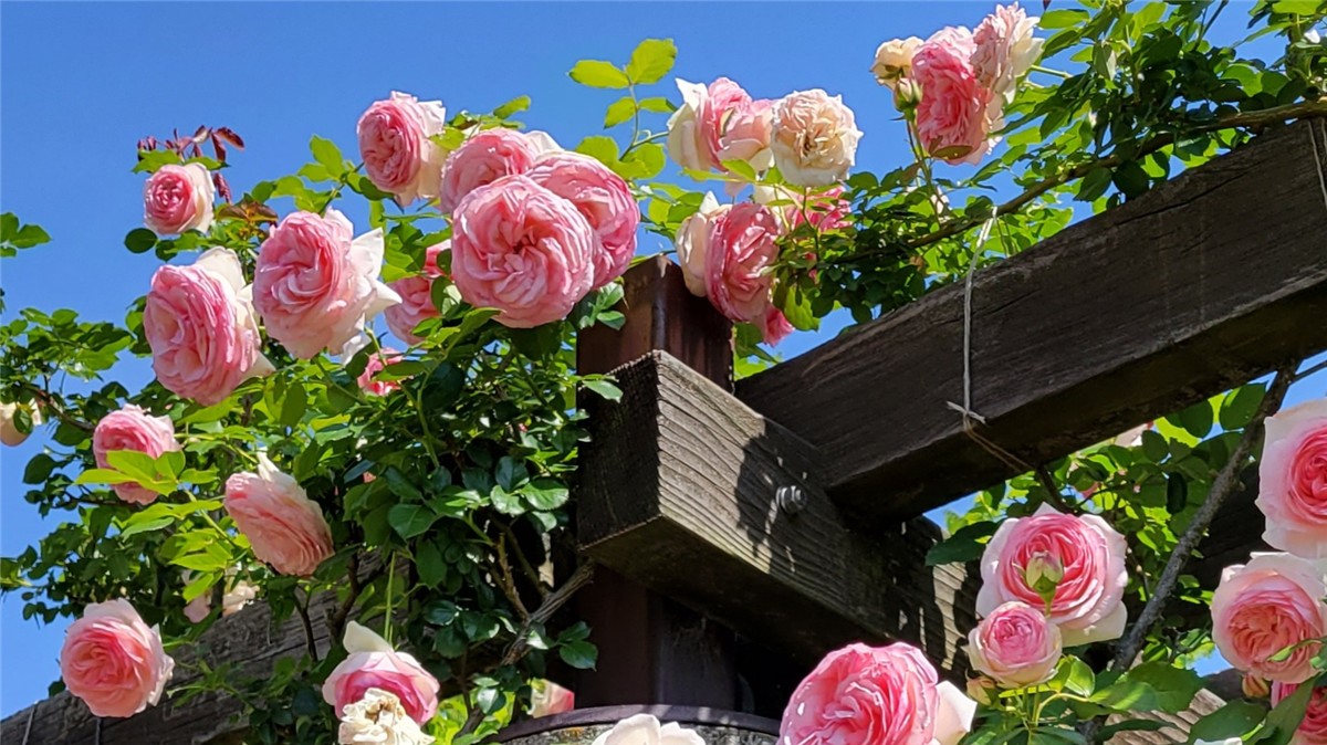 花久の里