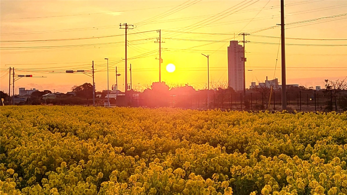 鴨川菜の花ロード