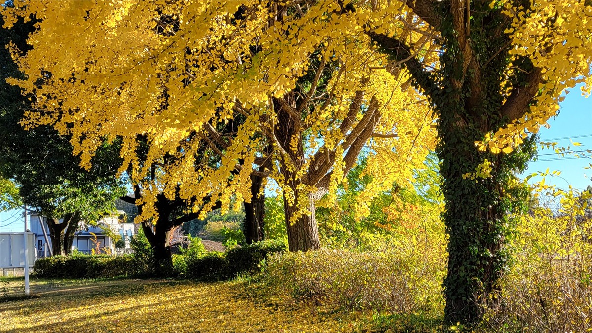 川越水上公園