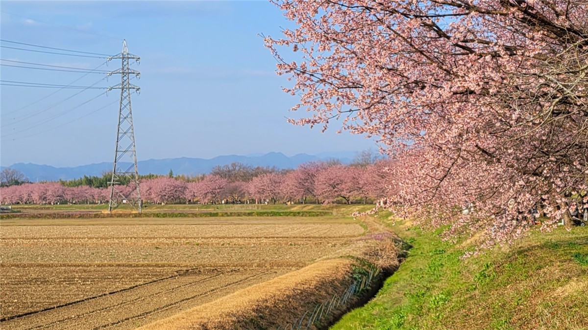 北浅羽桜堤公園