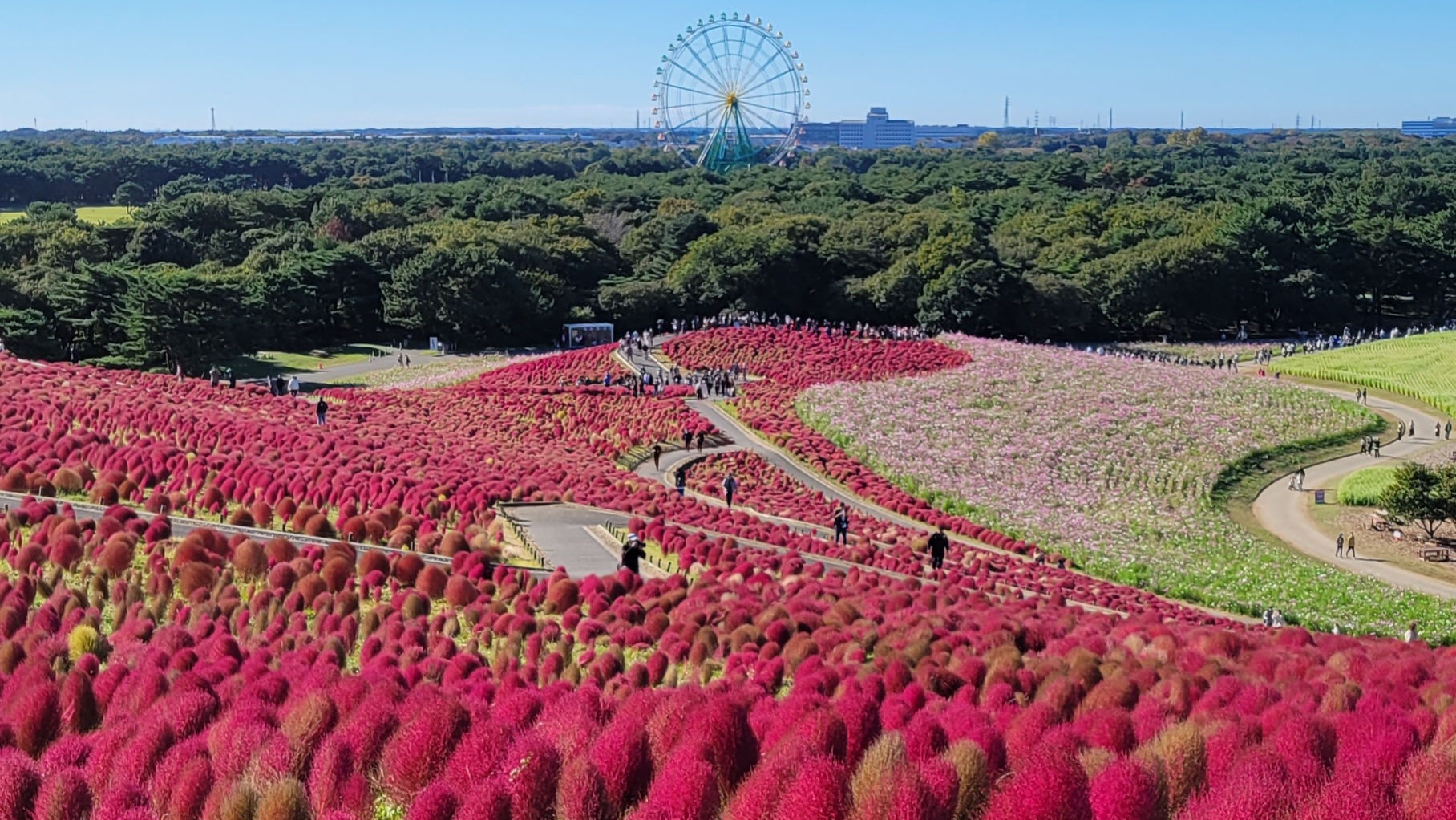 秋色に染まるコキア、鮮やかな紅葉が広がる絶景