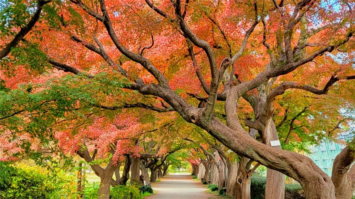 小石川植物園