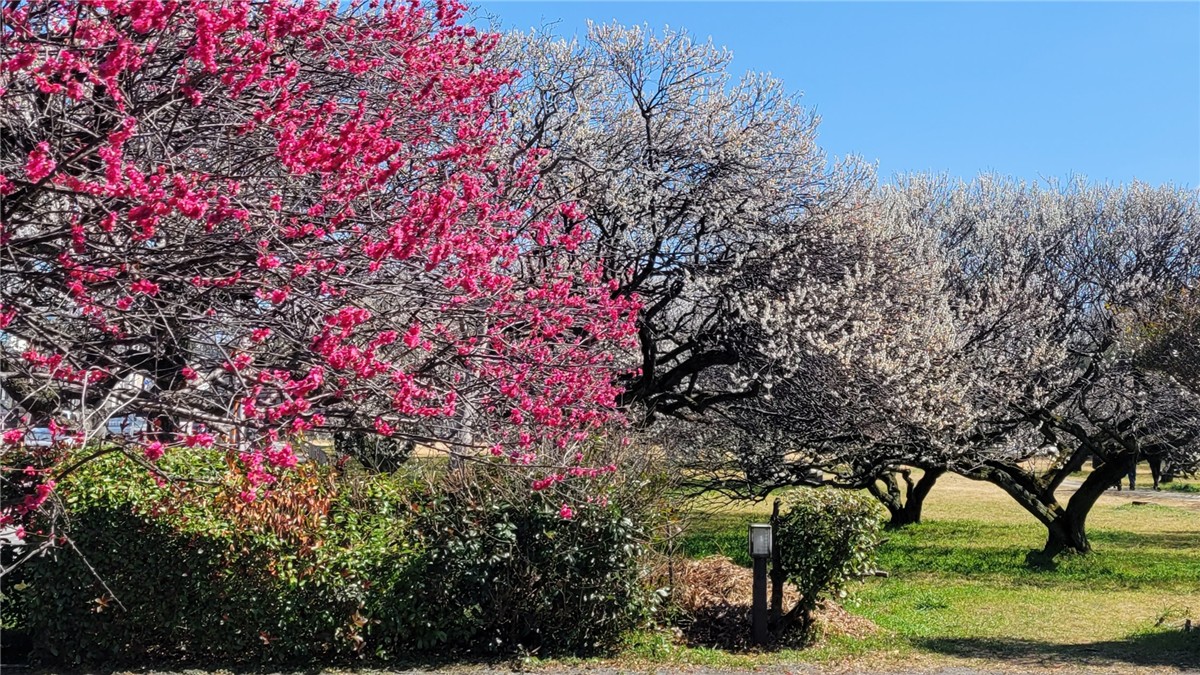 越谷梅林公園