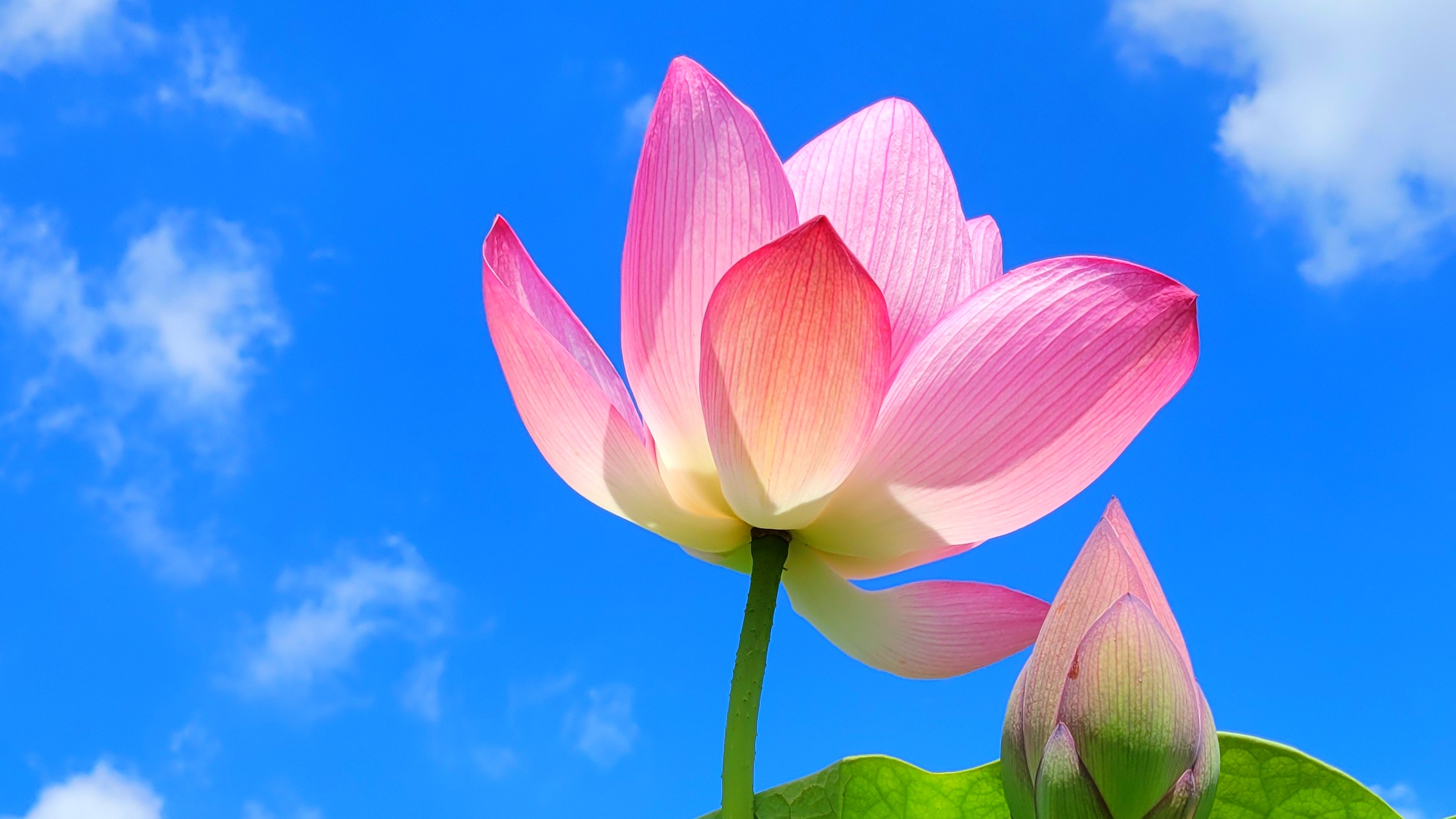 静寂に咲く蓮の花、神秘的な美しさと清らかさを感じて