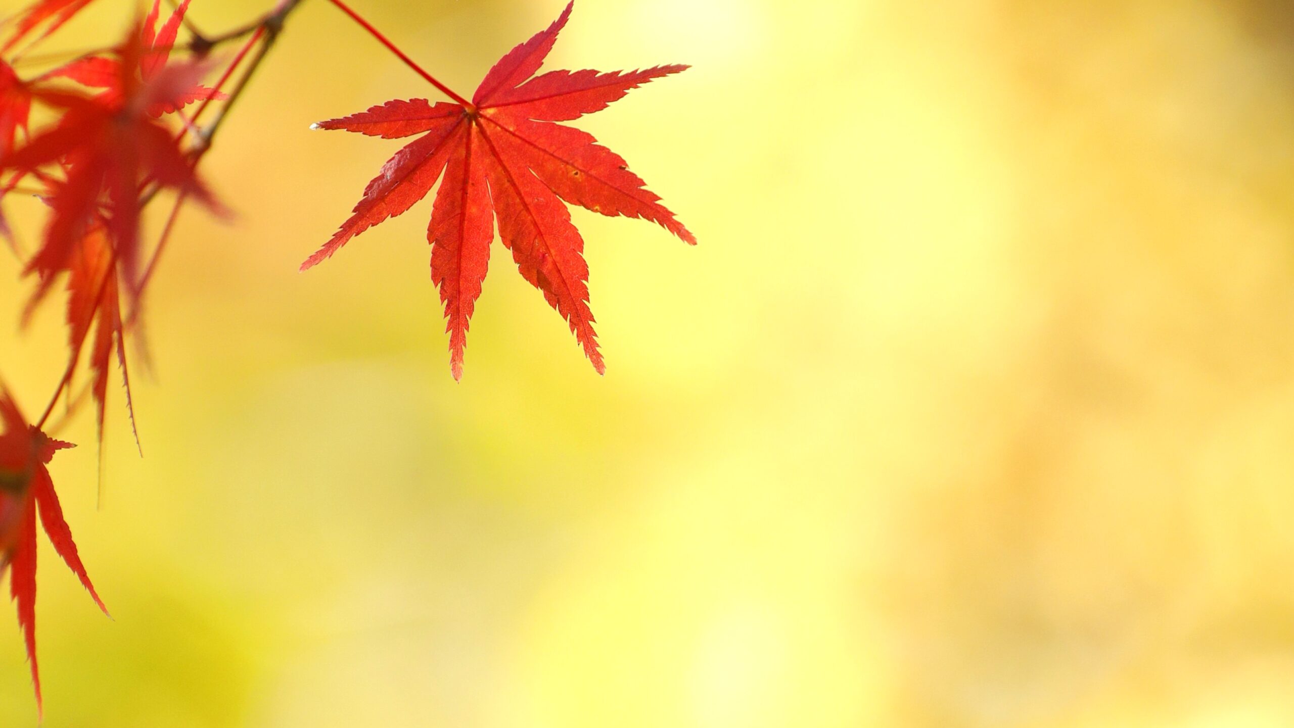 鮮やかに彩るもみじ、秋を感じる紅葉の絶景