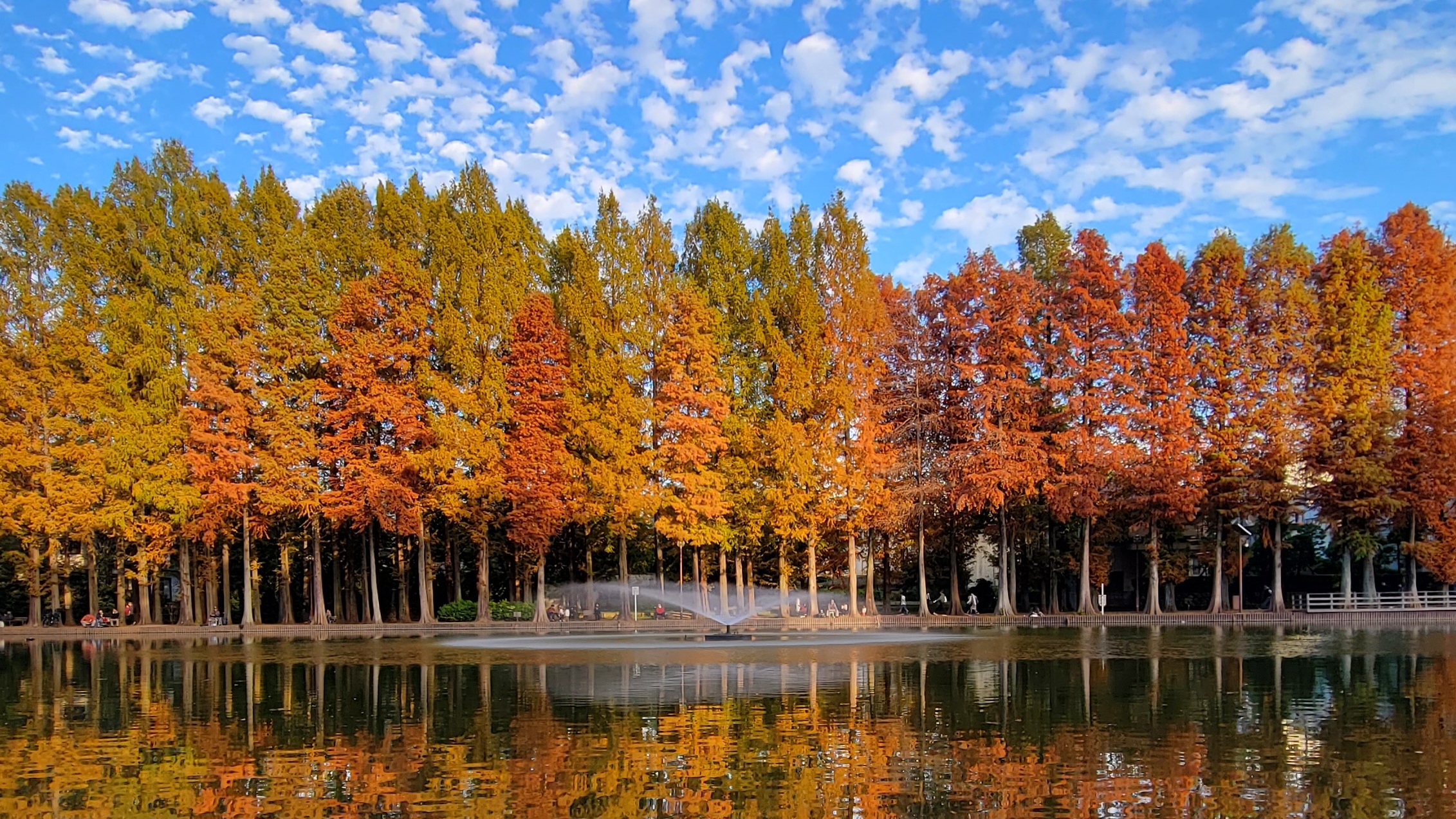壮大にそびえるメタセコイア並木:四季を彩る絶景
