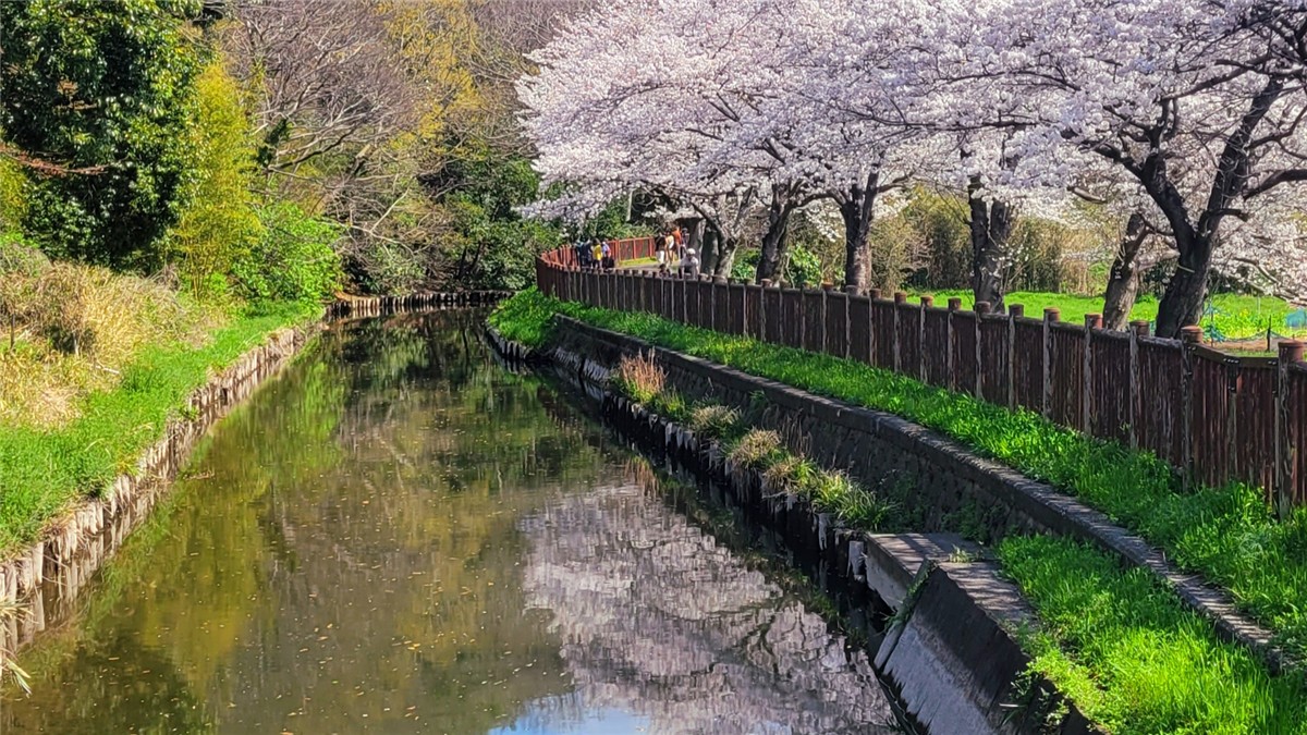 見沼田んぼの桜回廊