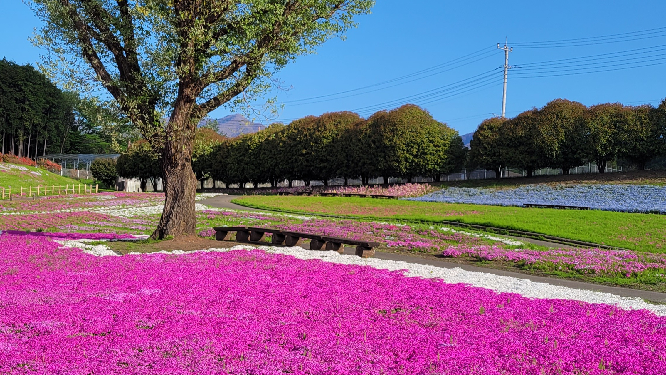 みさと芝桜公園