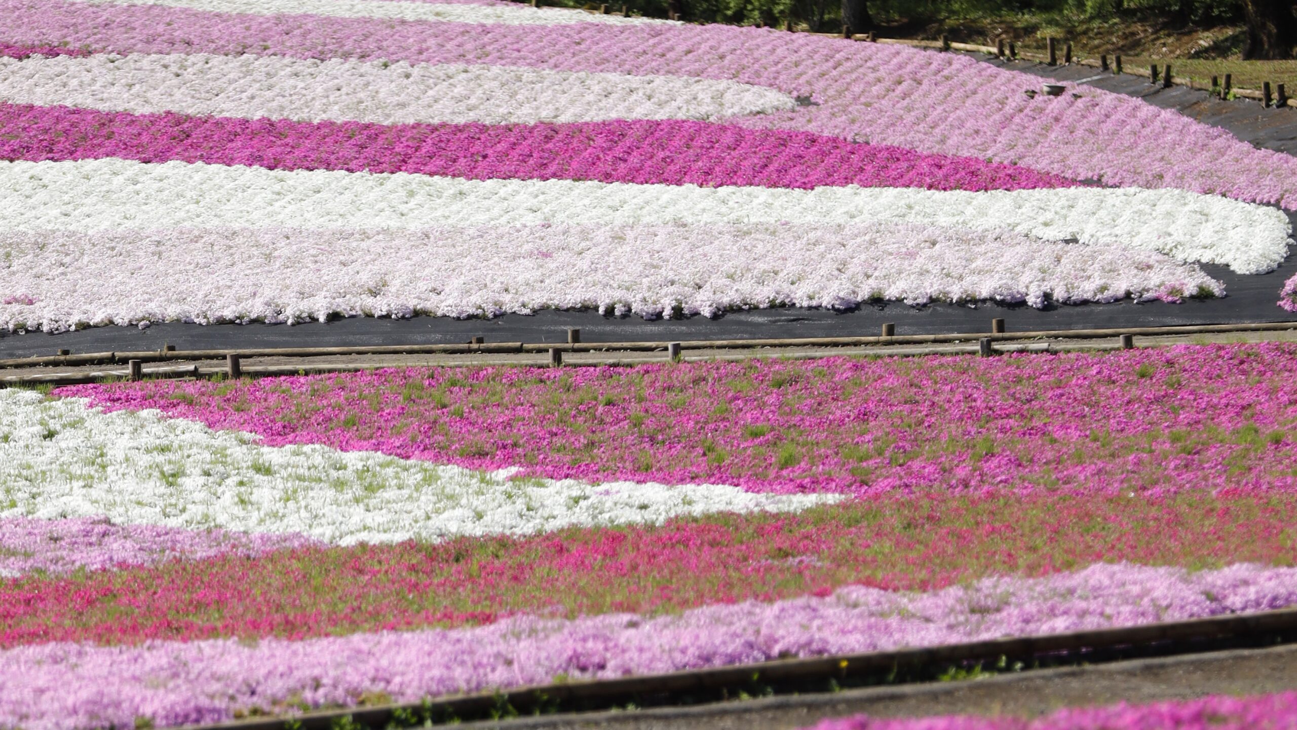 春の大地を染める、芝桜のじゅうたん