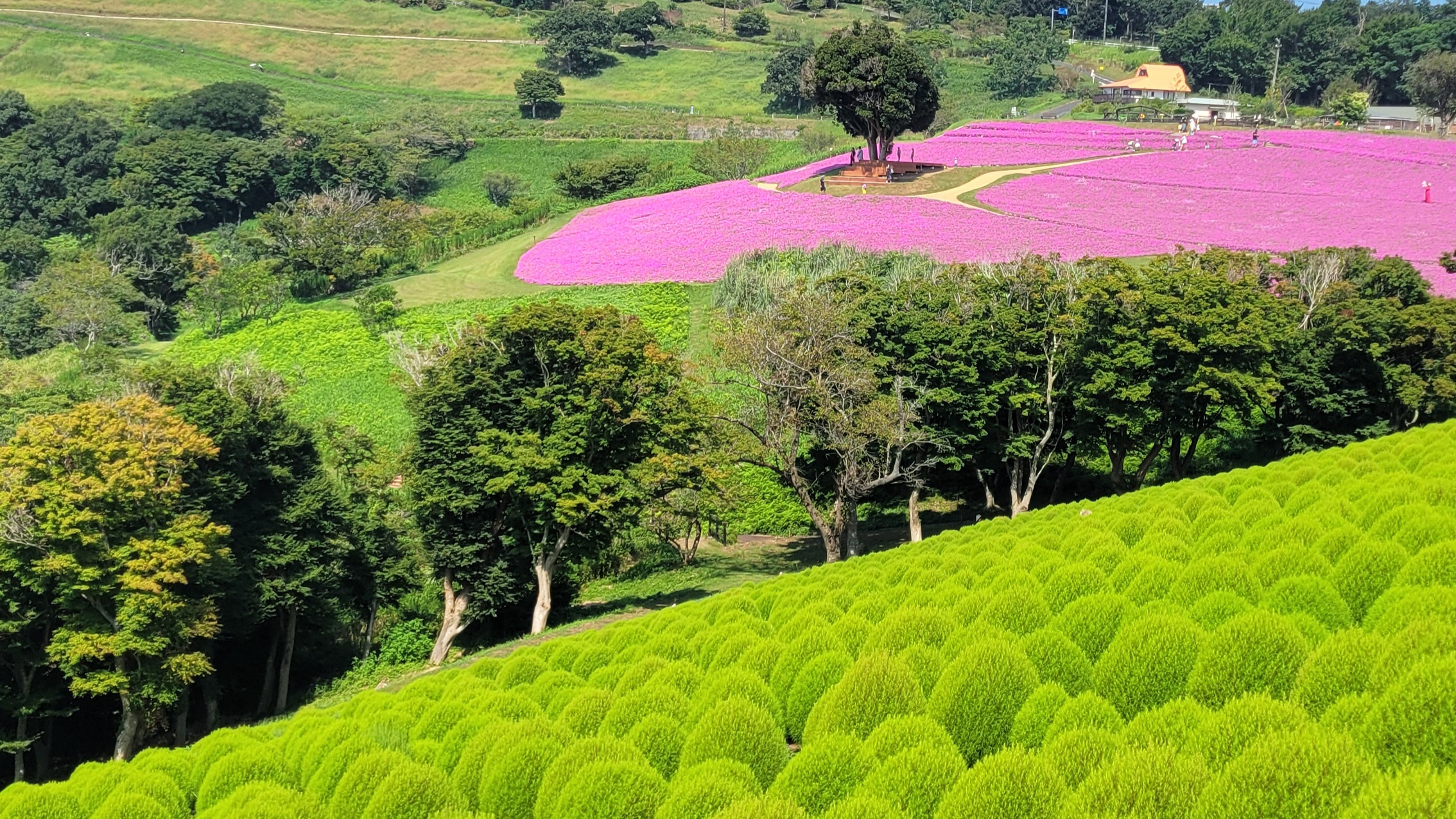 マザー牧場の絶景
