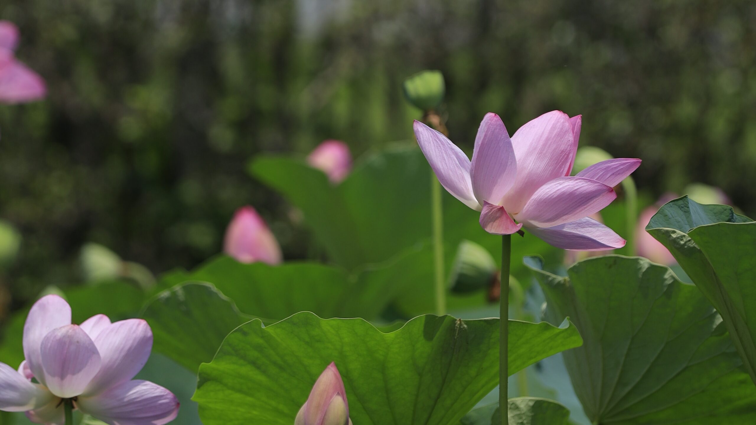難波田城公園