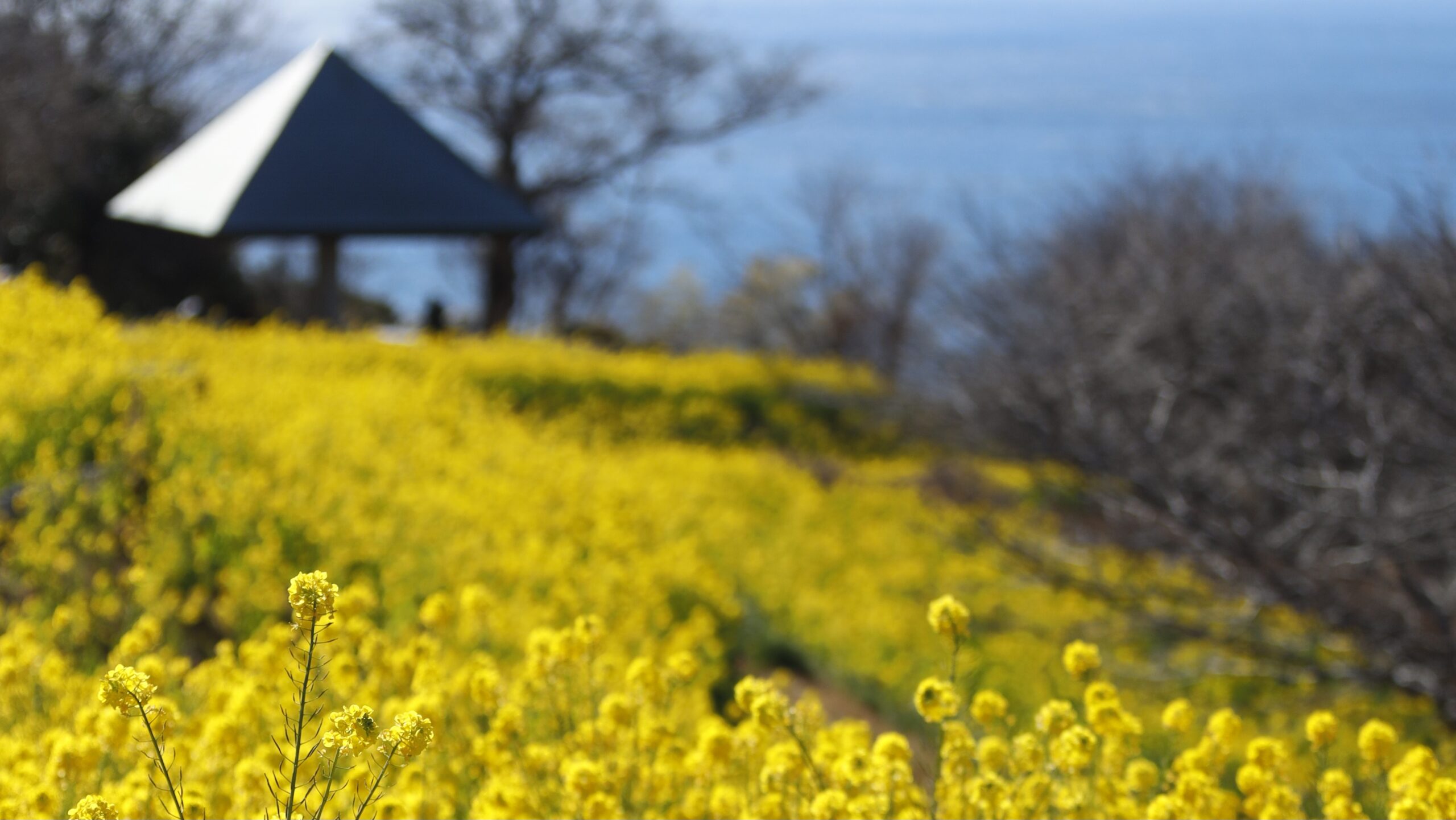 春の大地を彩る菜の花:黄金色に輝く絶景