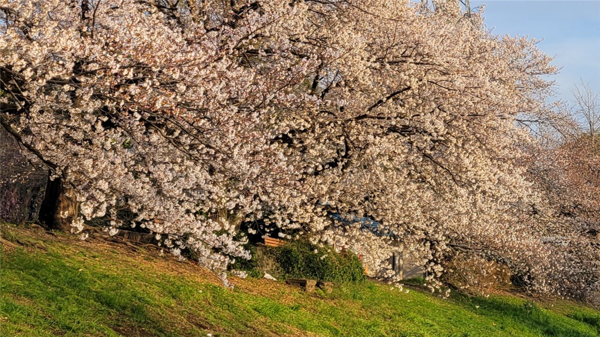 大宮第二公園