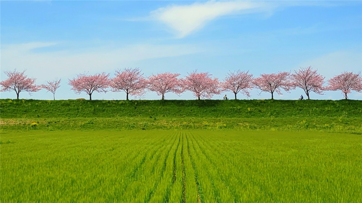 思川桜堤