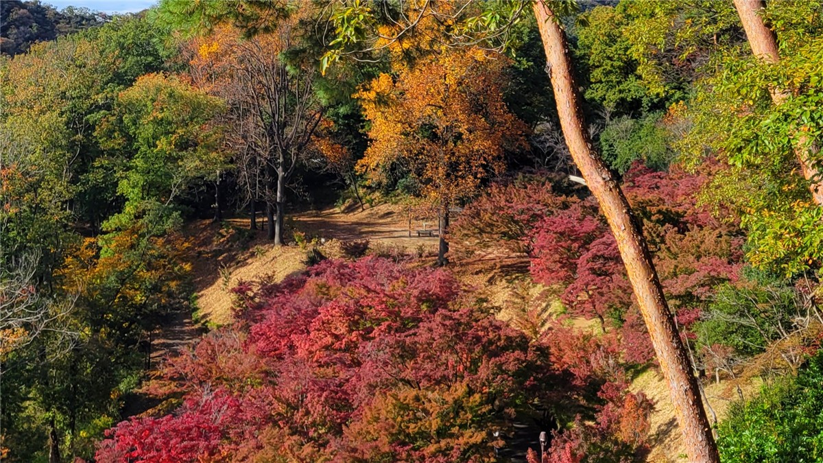 織姫公園もみじ谷
