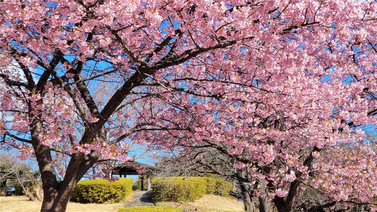 大崎公園（逗子）