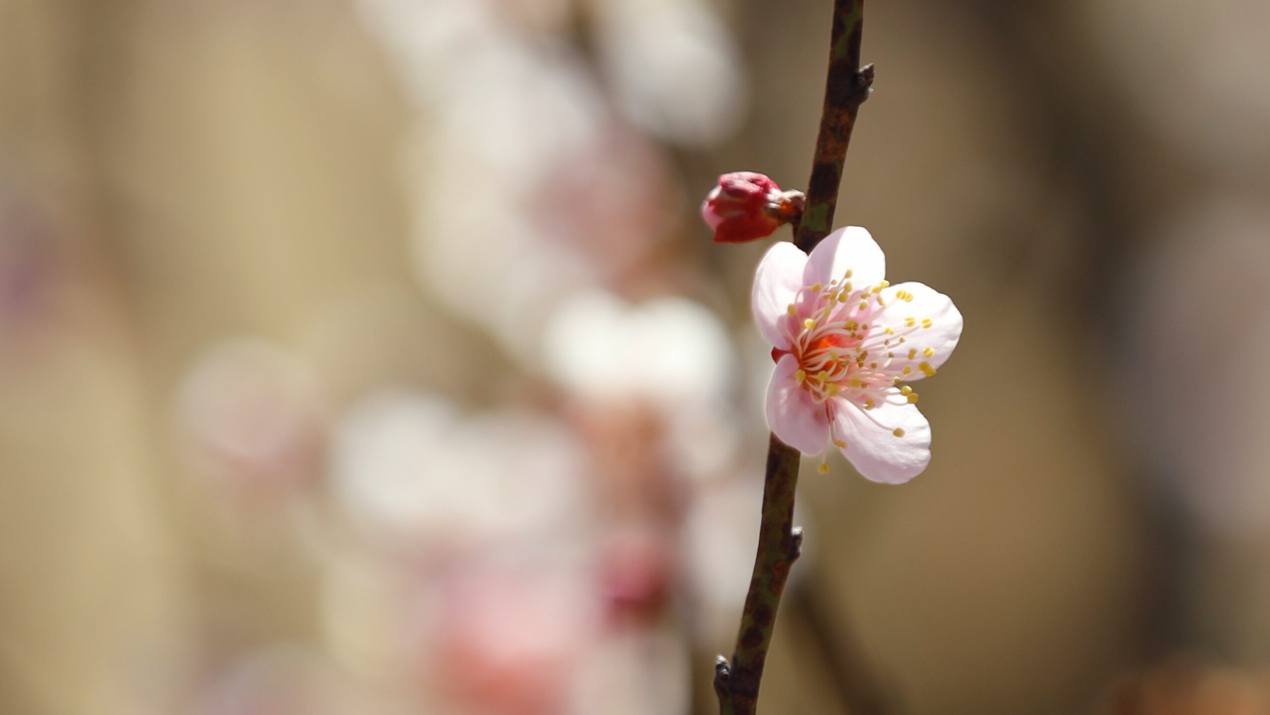 早春を彩る梅の花、香り高き優美な姿