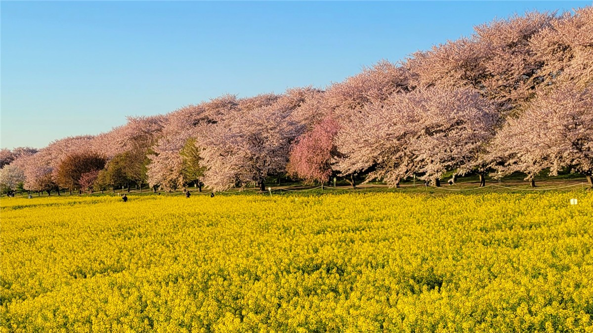 埼玉県の人気・撮影スポット