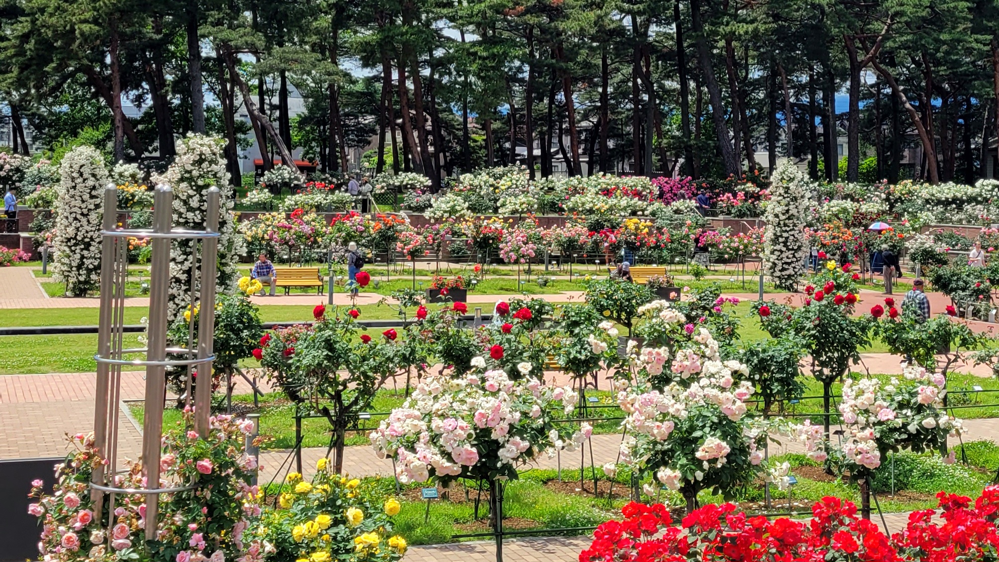 敷島公園門倉テクノばら園