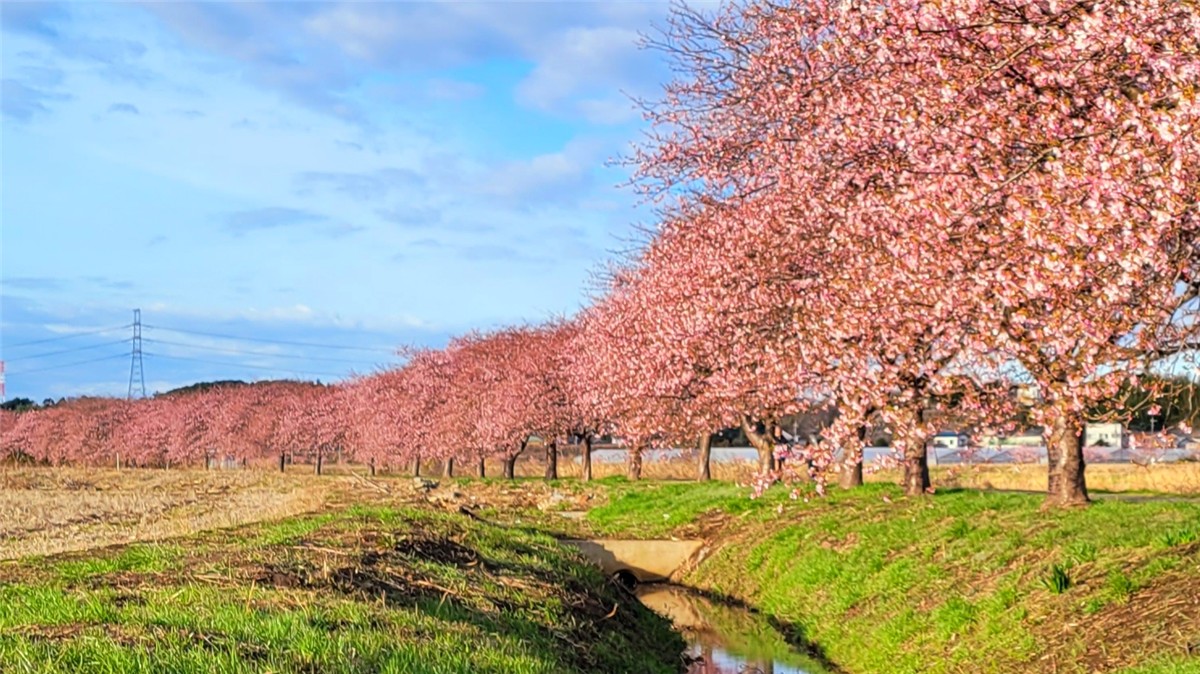 新川千本桜