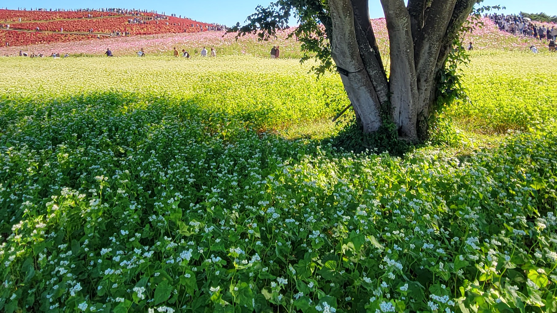 秋を彩る蕎麦の花:白く咲き誇る畑の絶景