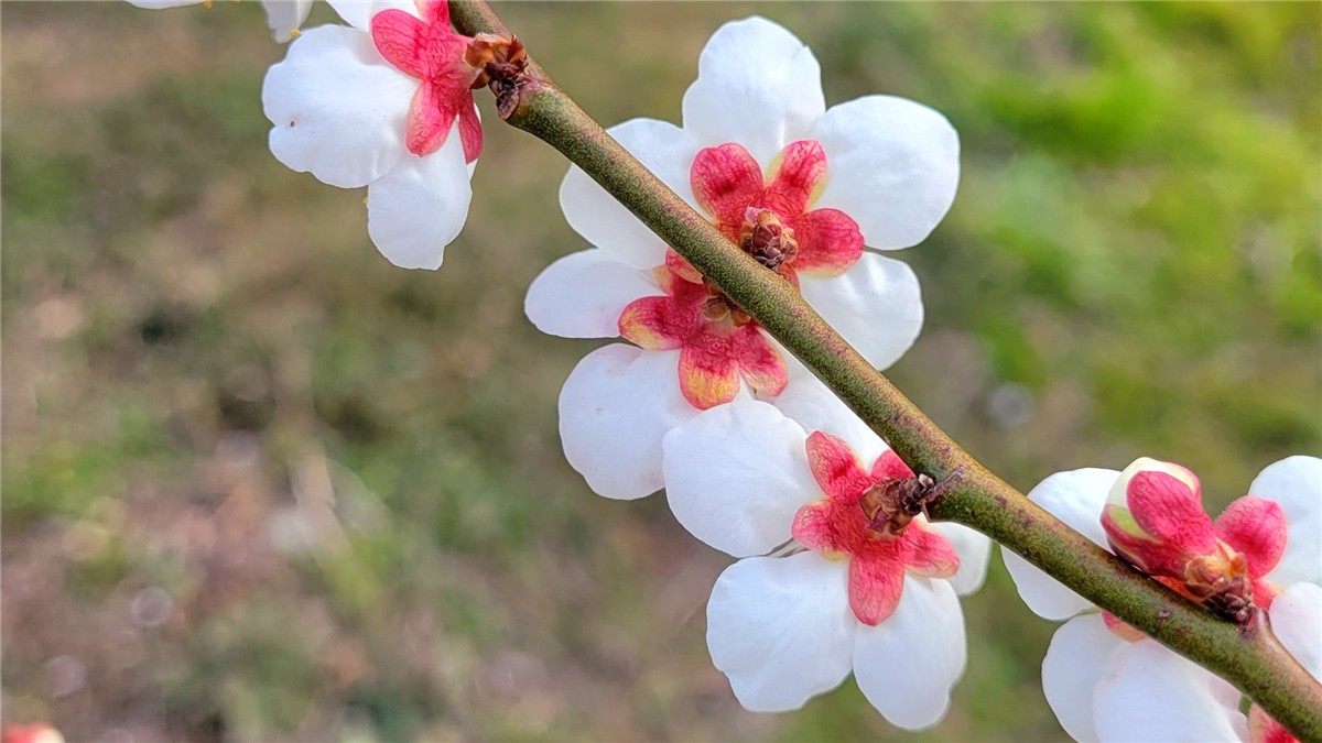 曽我梅林