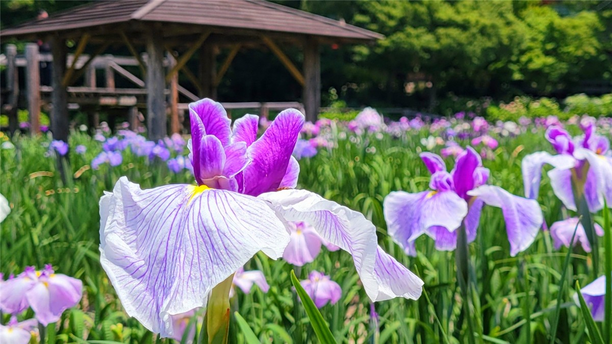 染谷花しょうぶ園