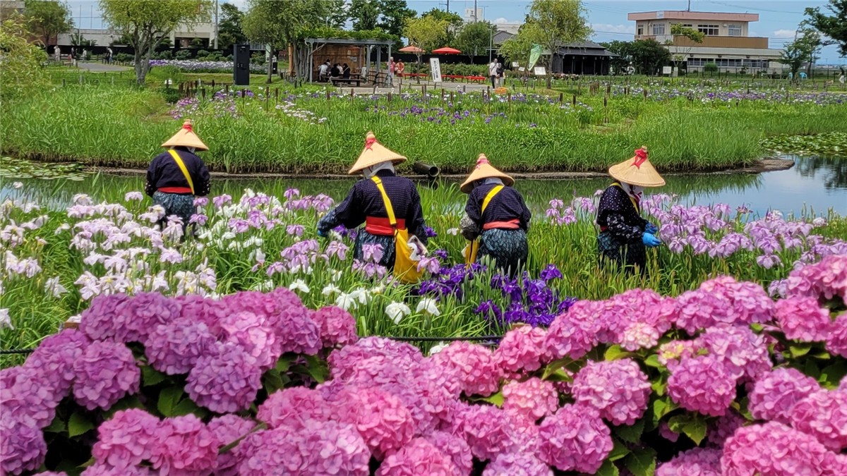 水郷佐原あやめパーク