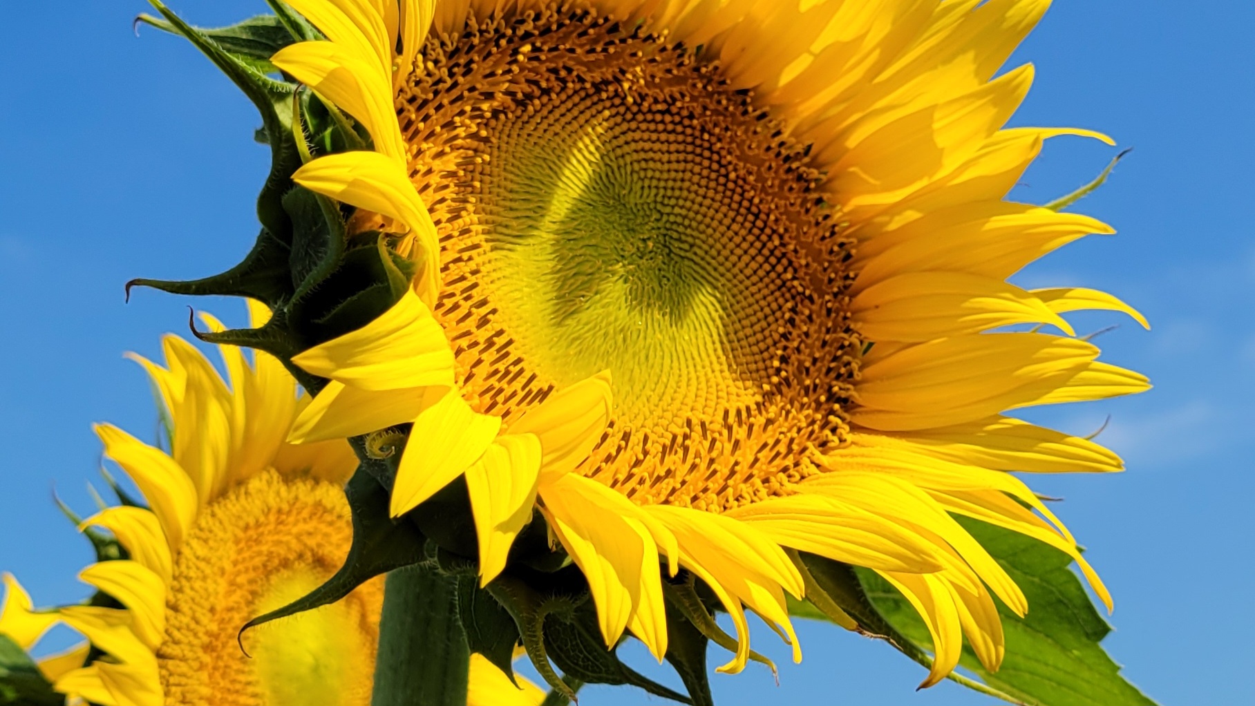 満開のひまわり畑で夏を楽しむ!絶景ガイド