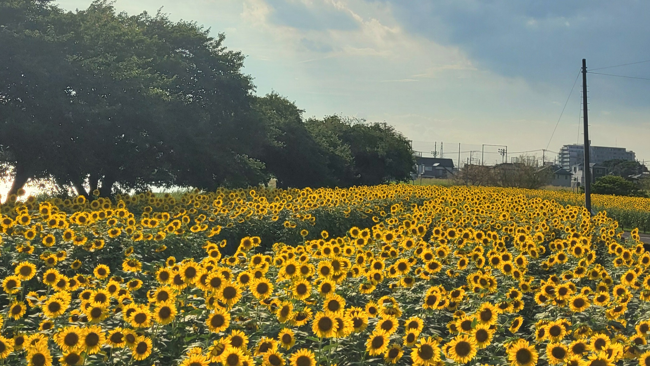 牛島古川公園