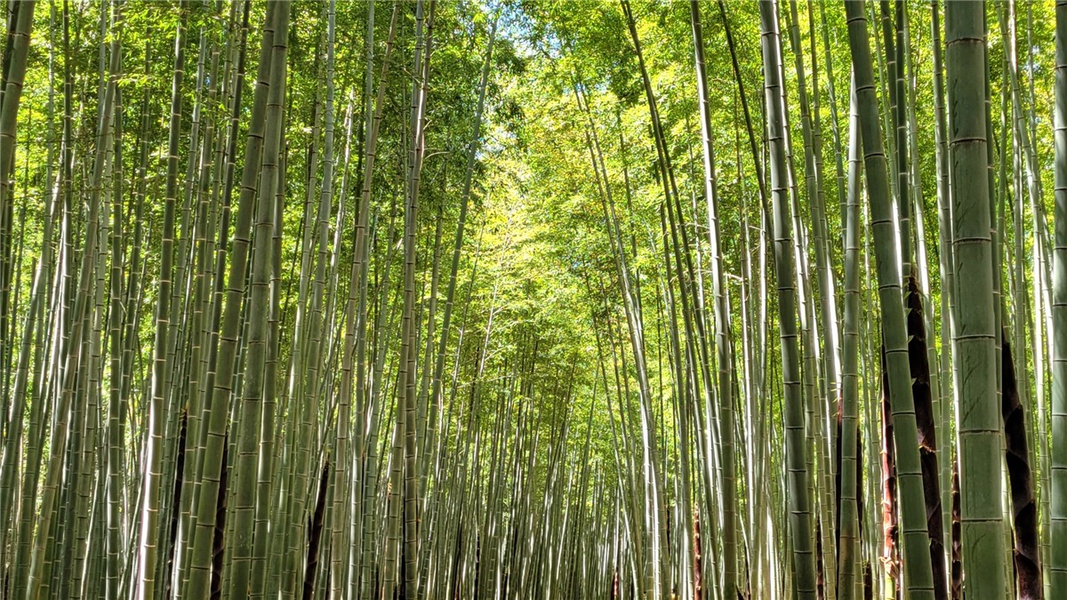 若竹の杜・若山農場