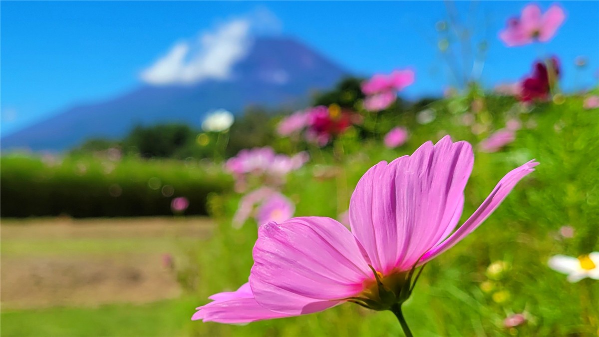 山中湖花の都公園