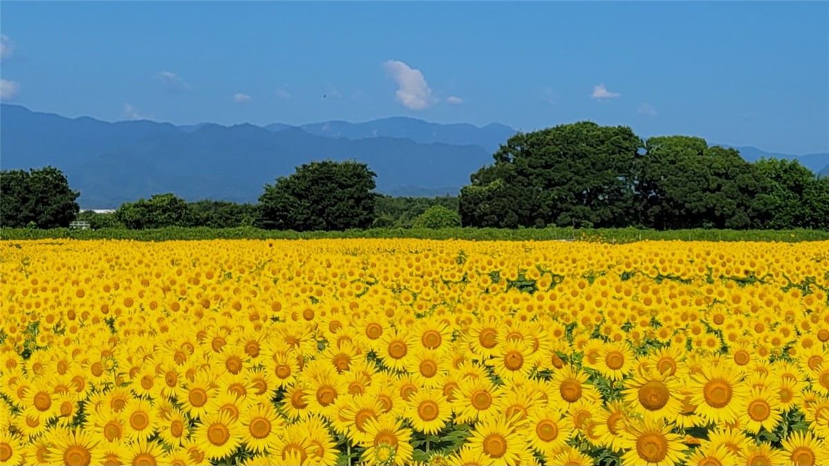 座間ひまわり畑